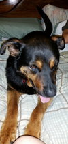 Boadie - ADOPTED 08.13.15
