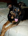 Boadie - ADOPTED 08.13.15