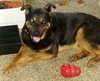 Boadie - ADOPTED 08.13.15