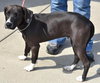 Tux-ADOPTED-7.18.15