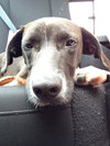 Tux-ADOPTED-7.18.15