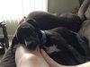 Tux-ADOPTED-7.18.15