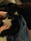 Tux-ADOPTED-7.18.15