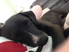 Tux-ADOPTED-7.18.15