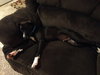 Tux-ADOPTED-7.18.15
