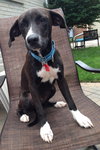Tux-ADOPTED-7.18.15