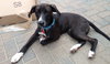 Tux-ADOPTED-7.18.15