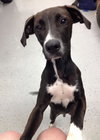 Tux-ADOPTED-7.18.15