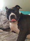 Nevada - ADOPTED 09.24.16