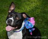 Nevada - ADOPTED 09.24.16