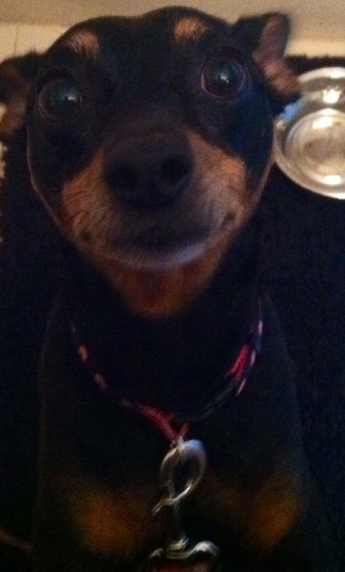 Princess Fiona - ADOPTED 08.14.15