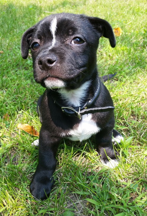 Treble - ADOPTED 07.12.15