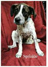 Sprinkle - ADOPTED 07.27.15