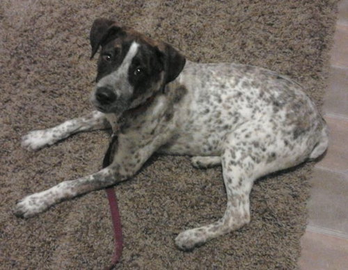 Sprinkle - ADOPTED 07.27.15