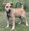 Tipton - ADOPTED 07.16.15