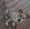 Tipton - ADOPTED 07.16.15