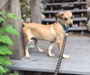 Tipton - ADOPTED 07.16.15