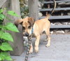 Tipton - ADOPTED 07.16.15