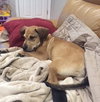 Tipton - ADOPTED 07.16.15