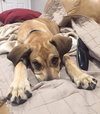 Tipton - ADOPTED 07.16.15