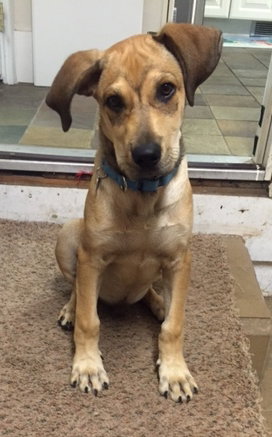 Tipton - ADOPTED 07.16.15