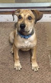 Tipton - ADOPTED 07.16.15