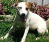 Avacyn - ADOPTED-10.11.15
