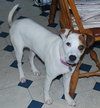 Avacyn - ADOPTED-10.11.15