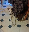Avacyn - ADOPTED-10.11.15