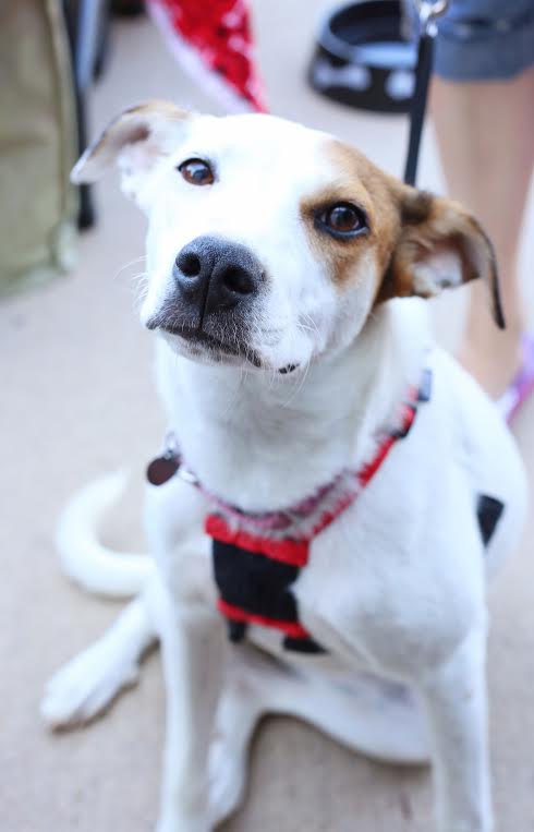 Avacyn - ADOPTED-10.11.15