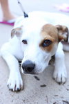 Avacyn - ADOPTED-10.11.15