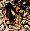 Squirt - ADOPTED-10.15.15