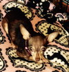 Squirt - ADOPTED-10.15.15