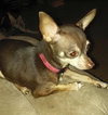 Squirt - ADOPTED-10.15.15