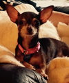 Squirt - ADOPTED-10.15.15