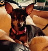Squirt - ADOPTED-10.15.15