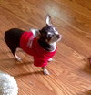 Squirt - ADOPTED-10.15.15