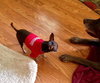 Squirt - ADOPTED-10.15.15