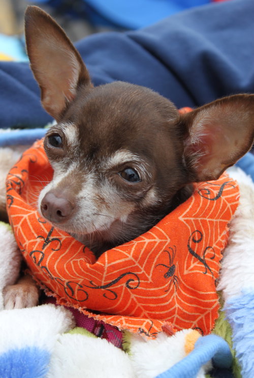 Squirt - ADOPTED-10.15.15