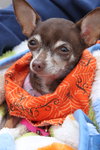 Squirt - ADOPTED-10.15.15