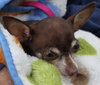 Squirt - ADOPTED-10.15.15