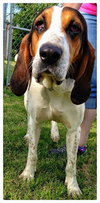 Shelton-Do - ADOPTED-9.3.15