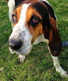 Shelton-Do - ADOPTED-9.3.15