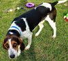 Shelton-Do - ADOPTED-9.3.15