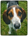 Shelton-Do - ADOPTED-9.3.15