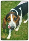 Shelton-Do - ADOPTED-9.3.15