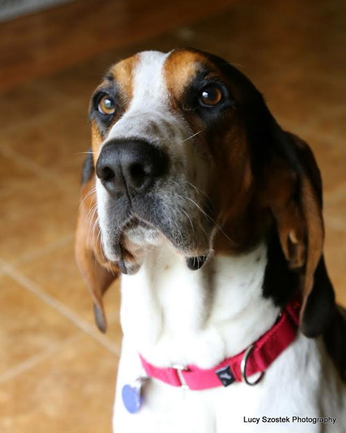 Shelton-Do - ADOPTED-9.3.15