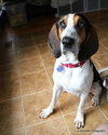 Shelton-Do - ADOPTED-9.3.15