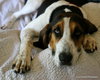 Shelton-Do - ADOPTED-9.3.15