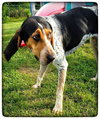 Blake - Do - ADOPTED-10.10.15